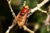 Volucella zonaria